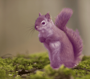 purple-squirrel